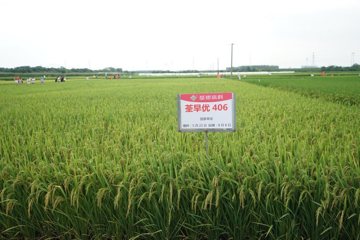 荃早優(yōu)4062.jpg 荃早優(yōu)4062.jpg