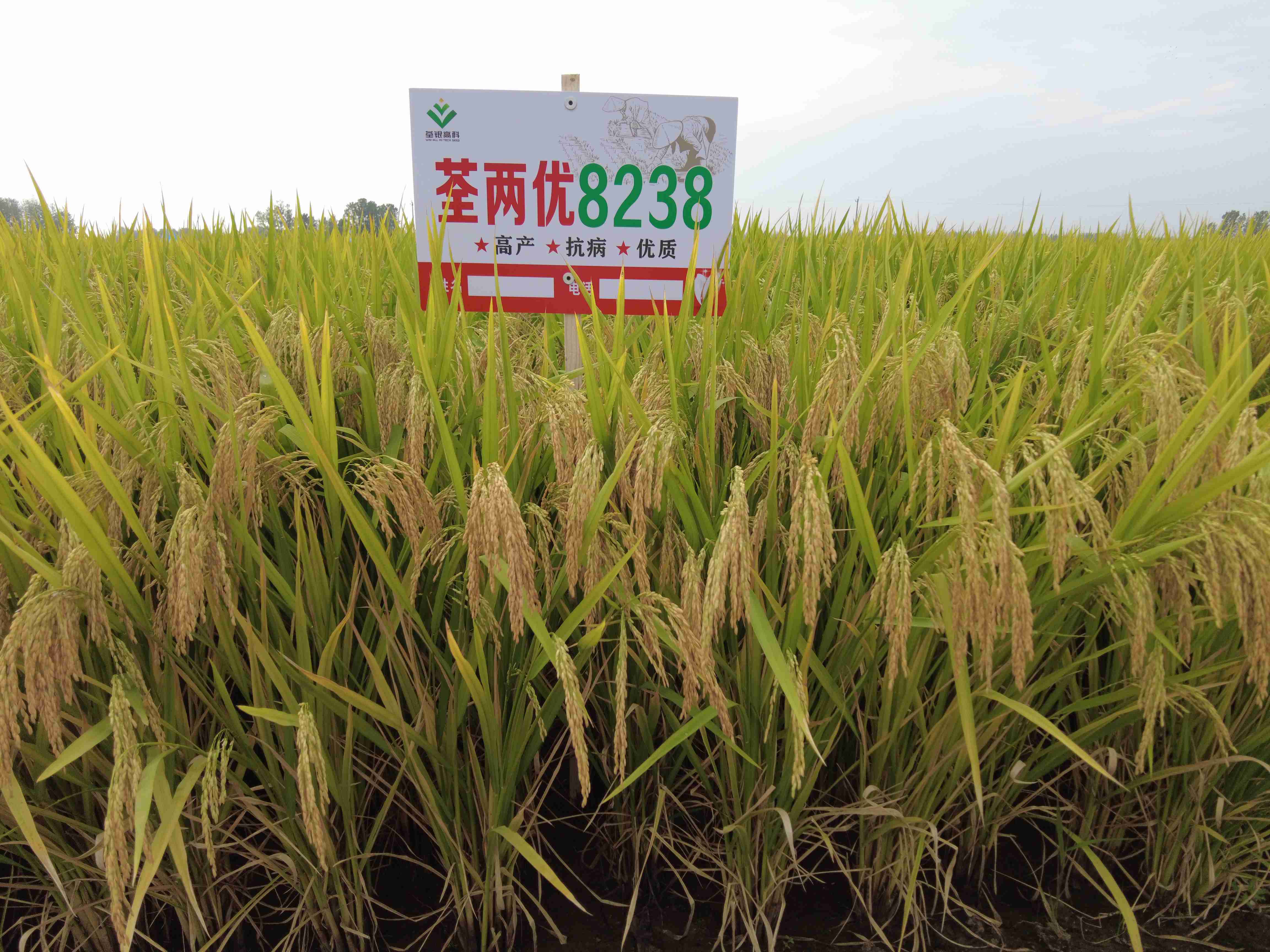 荃兩優(yōu)8238-1.jpg 荃兩優(yōu)8238-1.jpg