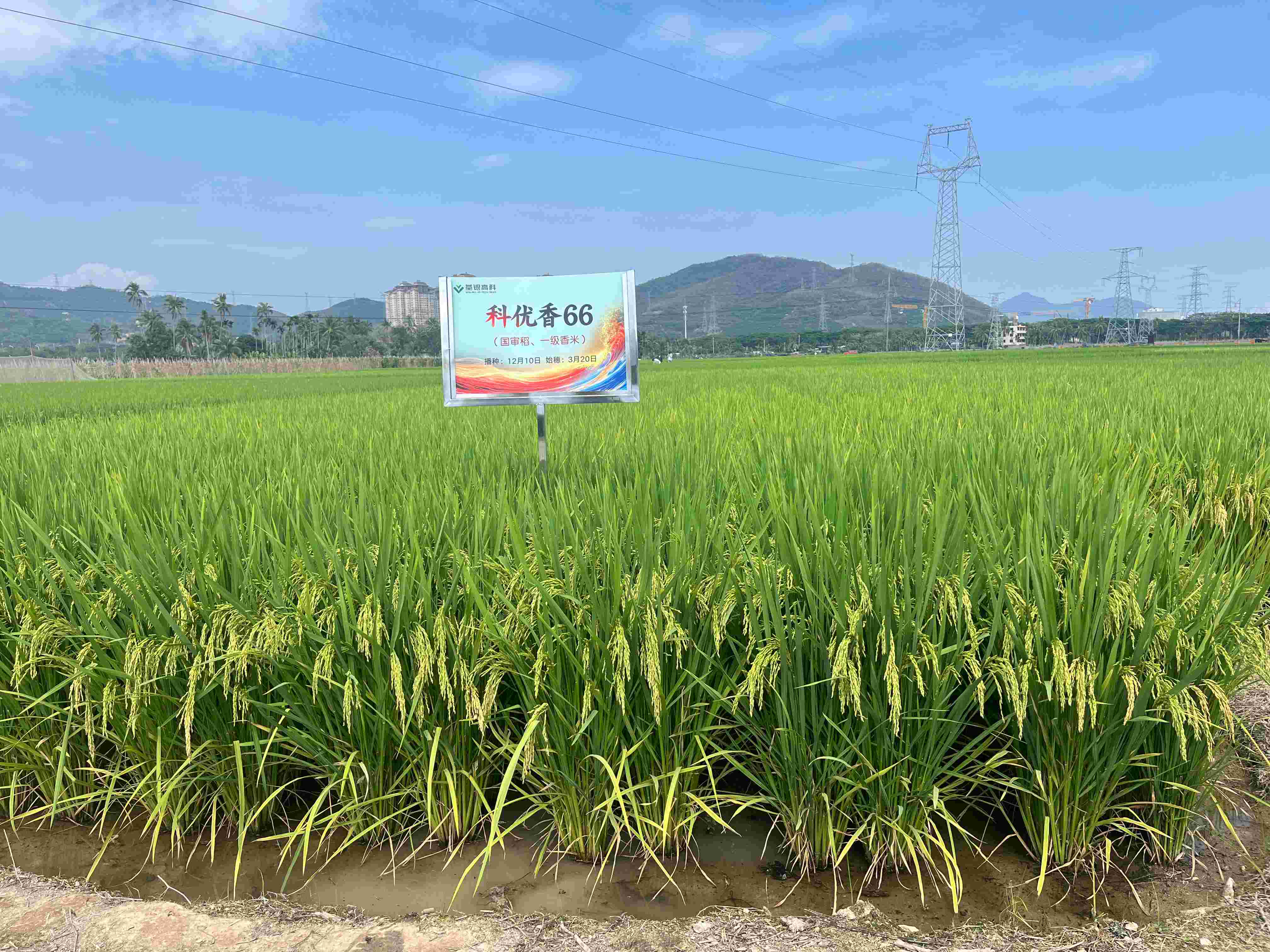 科優(yōu)香66 (2).jpg